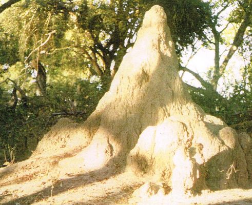 Termitière en Afrique